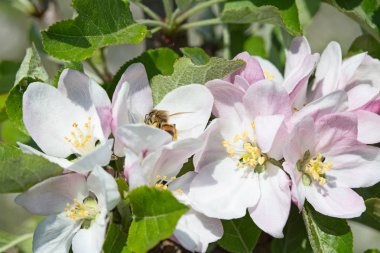 Baharda çiçek açan elma bahçesi