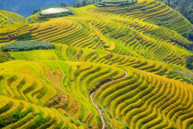 Longsheng Rice Terasları (Dragon 's Backbone) Çin' in Guilin şehrinden yaklaşık 100 km (62 mi) uzaklıkta, Longsheng County 'de bulunmaktadır.