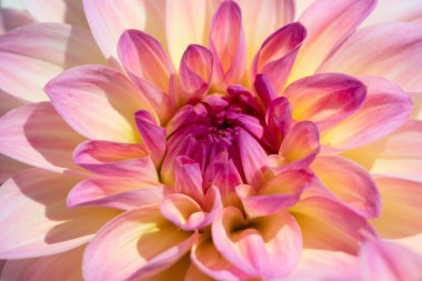 Sabah çiğ damlaları ile renkli yıldız çiçeği