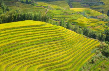 Longsheng Rice Terasları (Dragon 's Backbone) Çin' in Guilin şehrinden yaklaşık 100 km (62 mi) uzaklıkta, Longsheng County 'de bulunmaktadır.