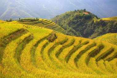 Longsheng Rice Terasları (Dragon 's Backbone) Çin' in Guilin şehrinden yaklaşık 100 km (62 mi) uzaklıkta, Longsheng County 'de bulunmaktadır.