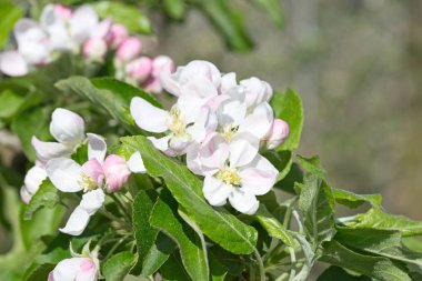 Baharda çiçek açan elma bahçesi