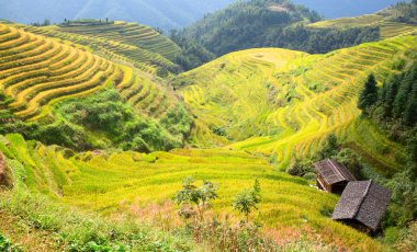 Longsheng Rice Terasları (Dragon 's Backbone) Çin' in Guilin şehrinden yaklaşık 100 km (62 mi) uzaklıkta, Longsheng County 'de bulunmaktadır.