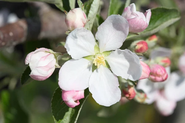 春にリンゴの庭を開花 — ストック写真