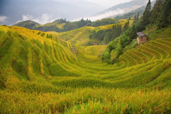 Tarasy Ryżowe Longsheng Dragon Backbone Znane Również Jako Longji Rice — Zdjęcie stockowe