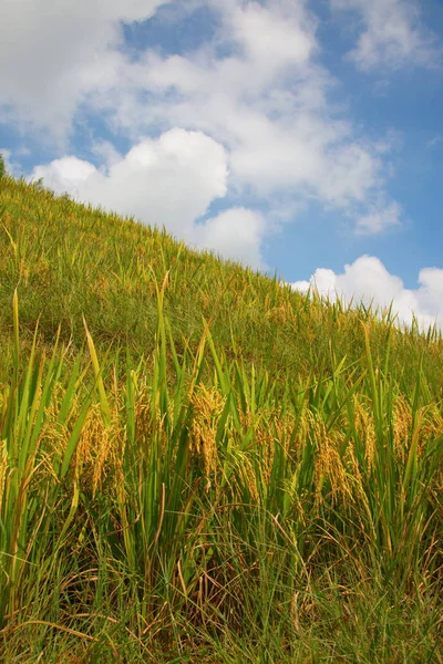 Terrazze Riso Longsheng Spina Dorsale Del Drago Note Anche Come — Foto Stock