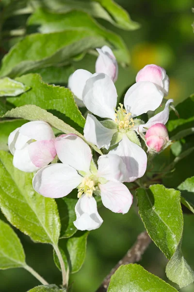 Floreciente Jardín Manzanas Primavera — Foto de Stock