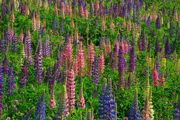 Lupinen Wildblumen Den Schweizer Alpen — Stockfoto