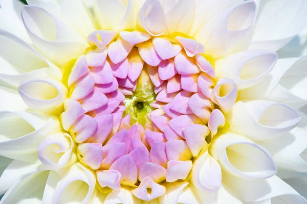 Colorful Dahlia Flower Morning Dew Drops — Stock Photo, Image