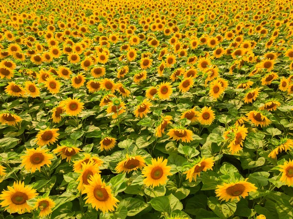 Sunflower heads on the big farm