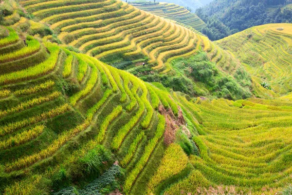 Longsheng Rice Terraces Espinha Dorsal Dragão Também Conhecido Como Longji — Fotografia de Stock