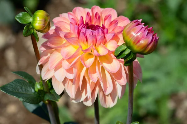 Colorful Dahlia Flower Morning Dew Drops — Stock Photo, Image