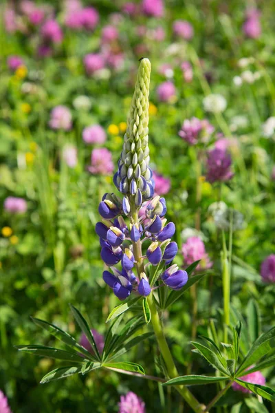 Lupinen Wildblumen Den Schweizer Alpen — Stockfoto