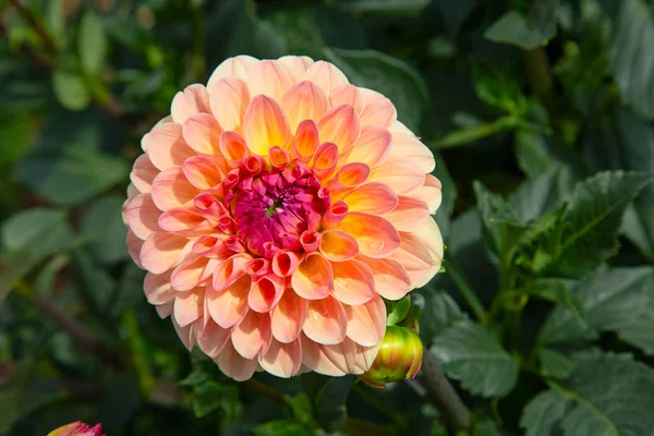 Kolorowy Kwiat Dahlii Porannymi Kroplami Rosy — Zdjęcie stockowe