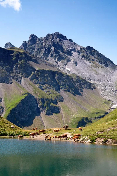 Sommarlandskap Regionen Pizol Schweiziska Alperna — Stockfoto