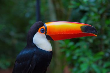 Vahşi doğada renkli tukan