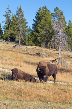 Bizon Yellowstone Ulusal Parkı, Wyoming, ABD