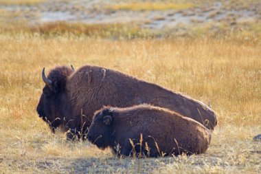 Bizon Yellowstone Ulusal Parkı, Wyoming, ABD