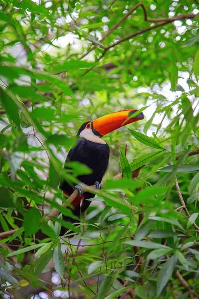 Farbenfroher Tucan Freier Wildbahn — Stockfoto