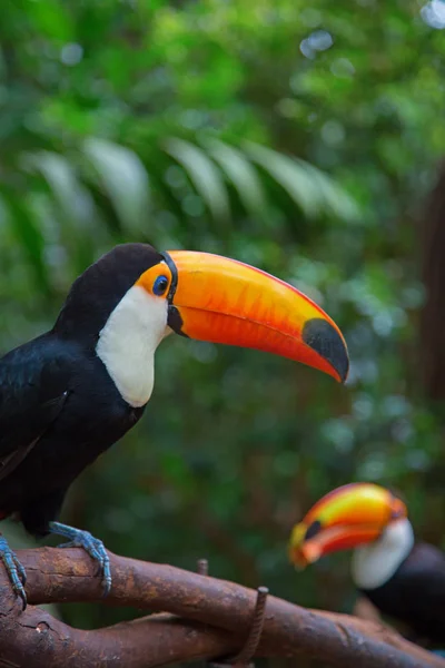 Farbenfroher Tucan Freier Wildbahn — Stockfoto