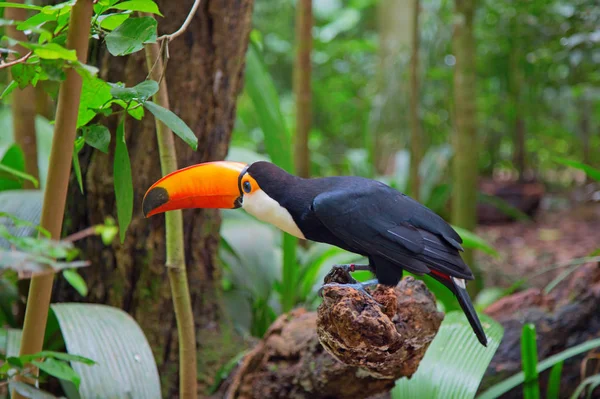 Tucano Colorido Natureza — Fotografia de Stock