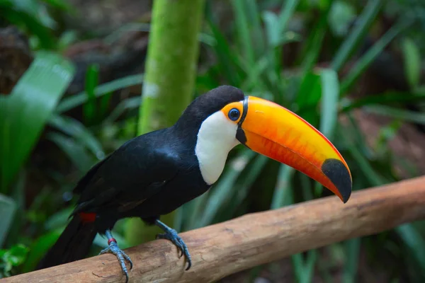 Kleurrijk Tucan Het Wild — Stockfoto