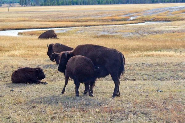 Bizon Parku Narodowym Yellowstone Wyoming Usa — Zdjęcie stockowe