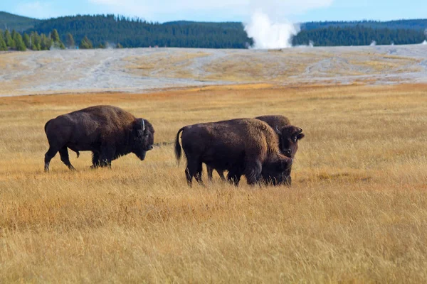 Bizon Yellowstone Ulusal Parkı Wyoming Abd — Stok fotoğraf