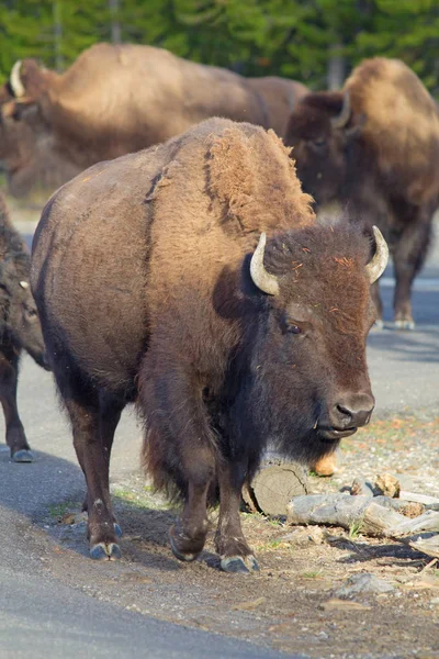 Bisonte Parque Nacional Yellowstone Wyoming — Foto de Stock