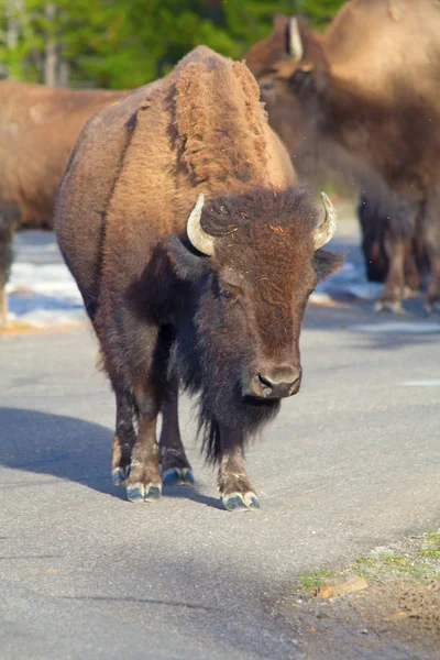 Bison Yellowstone National Park Wyoming Usa — Stock Photo, Image