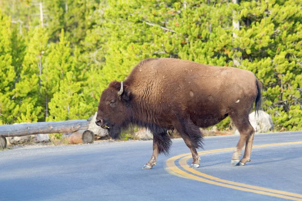 Bison Yellowstone National Park Wyoming Usa — Stock Photo, Image