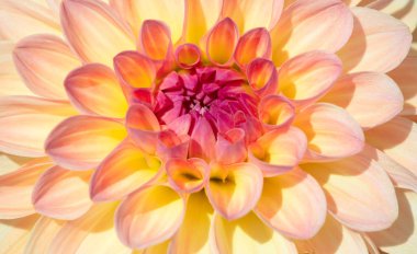 Sabah çiğ damlaları ile renkli yıldız çiçeği