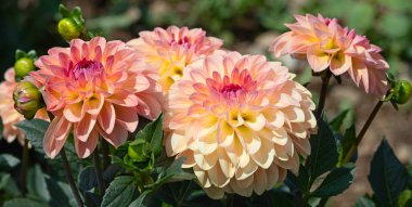 Sabah çiğ damlaları ile renkli yıldız çiçeği