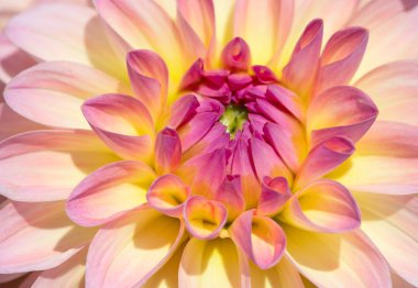 Sabah çiğ damlaları ile renkli yıldız çiçeği