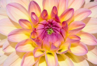 Sabah çiğ damlaları ile renkli yıldız çiçeği