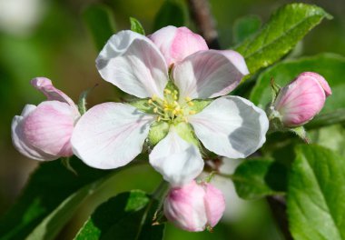 Baharda çiçek açan elma bahçesi