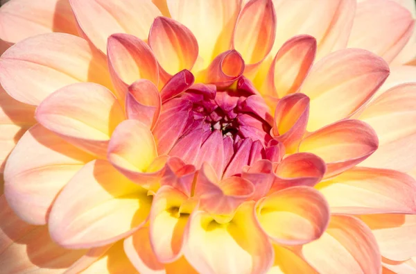 Colorful Dahlia Flower Morning Dew Drops — Stock Photo, Image