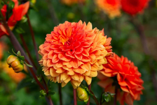 Flor Dália Colorida Com Gotas Orvalho Manhã — Fotografia de Stock