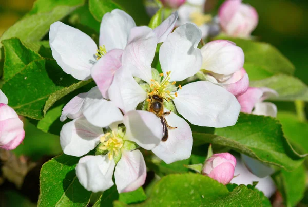 Jardim Maçã Florescente Primavera — Fotografia de Stock