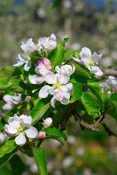 Jardin Pommiers Fleurs Printemps — Photo