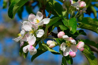 Baharda çiçek açan elma bahçesi