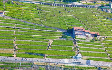 Leman Gölü (Cenevre Gölü) üzerindeki Lavaux bölgesinin üzüm bağları)