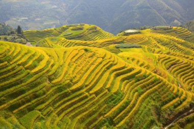 Longsheng Rice Terasları (Dragon 's Backbone) Çin' in Guilin şehrinden yaklaşık 100 km (62 mi) uzaklıkta, Longsheng County 'de bulunmaktadır.