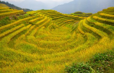 Longsheng Rice Terasları (Dragon 's Backbone) Çin' in Guilin şehrinden yaklaşık 100 km (62 mi) uzaklıkta, Longsheng County 'de bulunmaktadır.