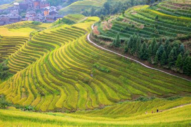 Longsheng Rice Terasları (Dragon 's Backbone) Çin' in Guilin şehrinden yaklaşık 100 km (62 mi) uzaklıkta, Longsheng County 'de bulunmaktadır.
