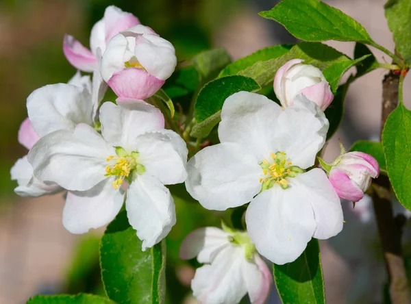 Baharda çiçek açan elma bahçesi