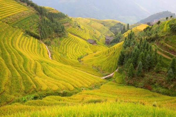 Longsheng Rýžové Terasy Dračí Páteř Také Známý Jako Longji Rýžové — Stock fotografie