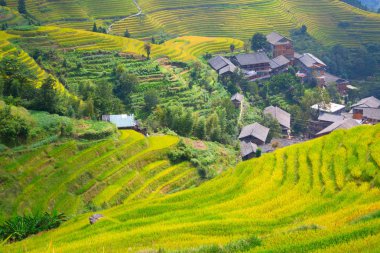 Longji pirinç terasları