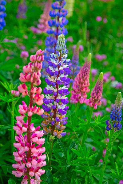 Lupine Flores Silvestres Nos Alpes Suíços — Fotografia de Stock