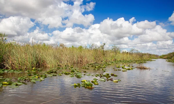 Everglades — Stok fotoğraf